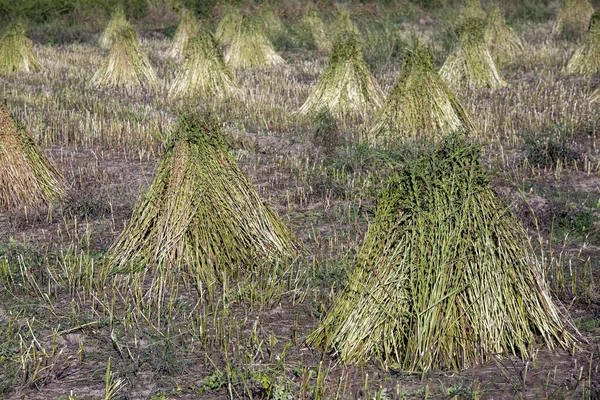 Pilhas Planta Gergelim Montes Sementes Gergelim Campo Para Colheita Turquia — Fotografia de Stock
