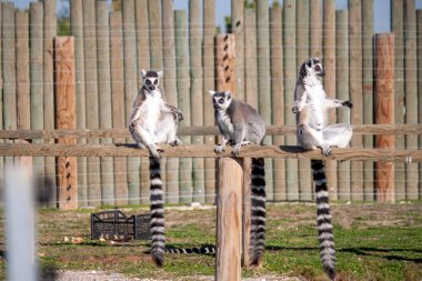 Bankta oturan üç şirin lemurlar.