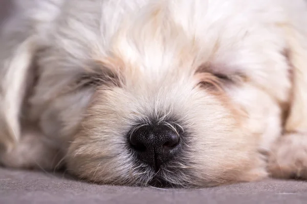Nagyon Aranyos Máltai Terrier Kiskutya — Stock Fotó