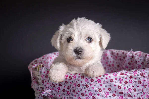 Bardzo Słodkie Maltański Terrier Szczeniak — Zdjęcie stockowe