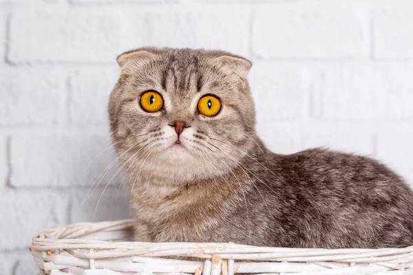 Silver Tabby Scottish Fold Kitten — Stock Photo, Image