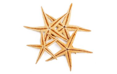 beyaz arkaplanda izole edilmiş denizyıldızı.