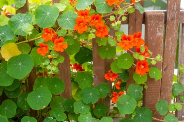 Turuncu Nasturtium çiçek Tropaeolum majus yenilebilir olduğunu ve çekici bir yere kapak yapar..