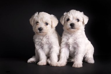 Çok şirin Malta köpeği.