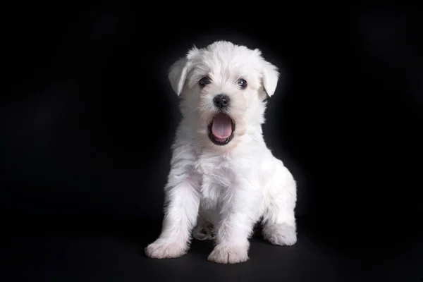 Bardzo Słodkie Maltański Terrier Szczeniak — Zdjęcie stockowe