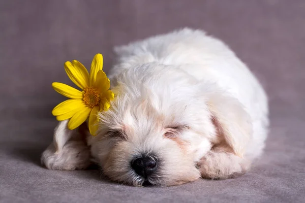 Muy Lindo Maltés Terrier Cachorro Perro Durmiendo — Foto de Stock