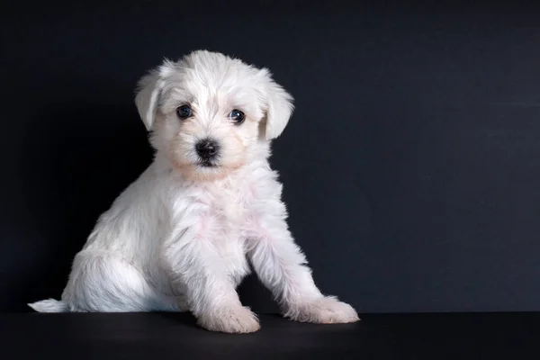 Bardzo Słodkie Maltański Terrier Szczeniak — Zdjęcie stockowe