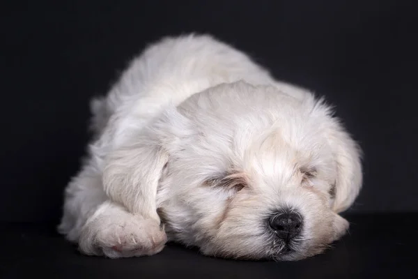 Bardzo Słodkie Maltański Terrier Szczeniak Spać — Zdjęcie stockowe