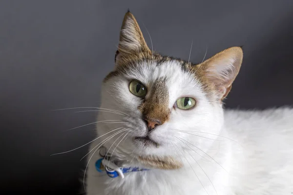 Haustier Niedliche Katze Drinnen — Stockfoto