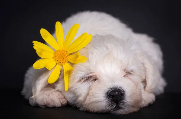 Bardzo Słodkie Maltański Terrier Szczeniak — Zdjęcie stockowe