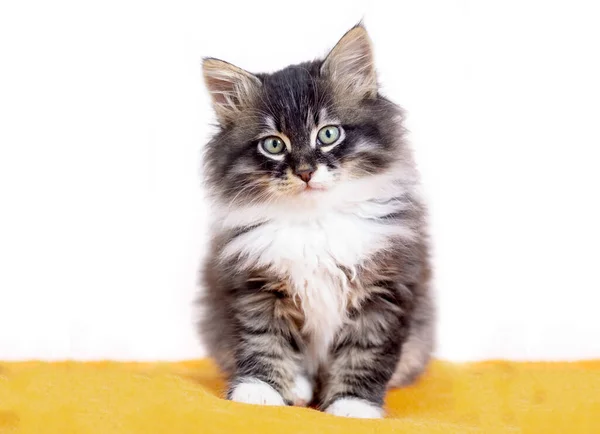 Długowłosy Kotek Norweski Kot Leśny — Zdjęcie stockowe