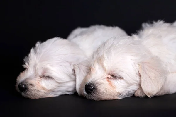 Bardzo Słodkie Maltański Terrier Szczeniak — Zdjęcie stockowe