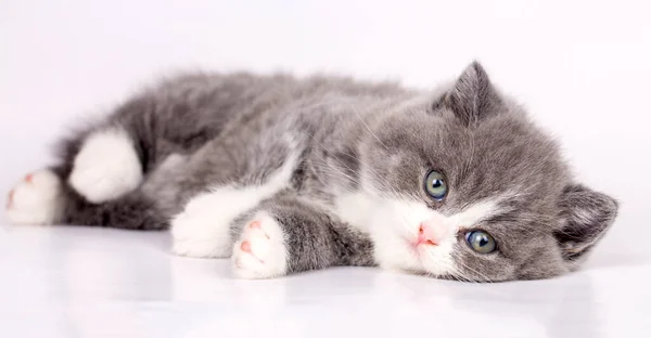 British Bicolor Kitten Grey White Cute Cat — Stock Photo, Image
