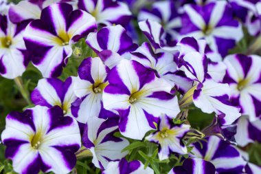 Petunya çiçekleri ilkbaharda açar.