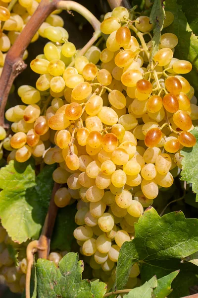 Winnice Winogrona Sultani Izmir Turcja — Zdjęcie stockowe