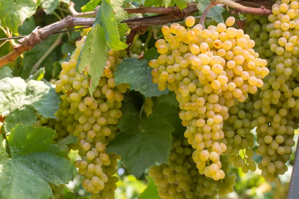 Wijngaard Sultani Druiven Izmir Turkije — Stockfoto