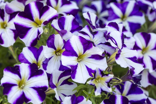 Petunia Bloemen Bloeien Het Voorjaar — Stockfoto