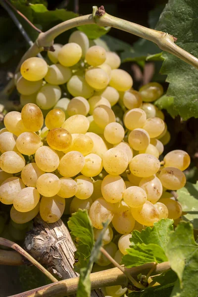 Grapes Vineyard Sultani Grapes Izmir Turkey — Stock Photo, Image