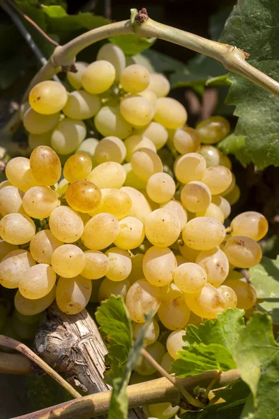 Vinhedo Uvas Uvas Sultani Izmir Turquia — Fotografia de Stock