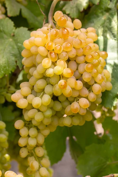 Winnice Winogrona Sultani Izmir Turcja — Zdjęcie stockowe