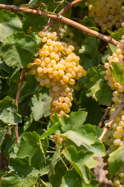 Grape Vineyard Sultani Grapes Izmir Turkey — 图库照片