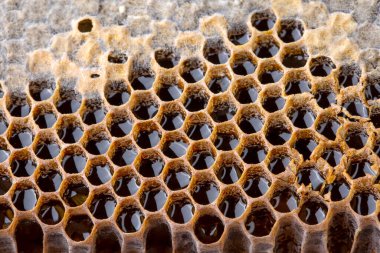 Organik bal peteği (Türk Karakovan Balı). Karakovan doğal bal peteği..