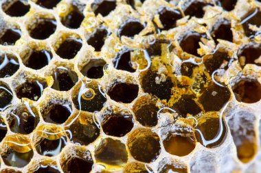 Organik bal peteği (Türk Karakovan Balı). Karakovan doğal bal peteği..