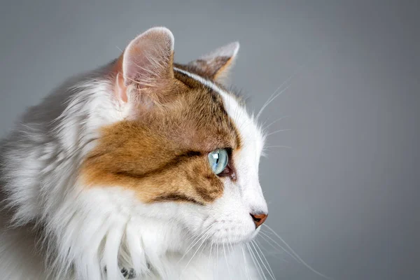 Blauäugige Katze Weiße Katze Einsame Depressive Katze — Stockfoto