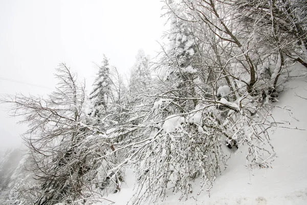 Pinos Bosque Con Nieve Paisaje Invernal Golcuk Bolu Turquía —  Fotos de Stock