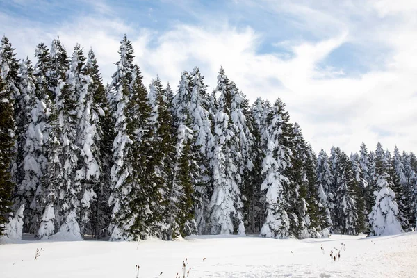 Ormanda Kış Mevsiminde Donmuş Ağaçlar Sisli Manzaralar Bolu Türkiye — Stok fotoğraf
