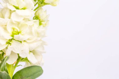 açık arkaplanda beyaz çiçekler.