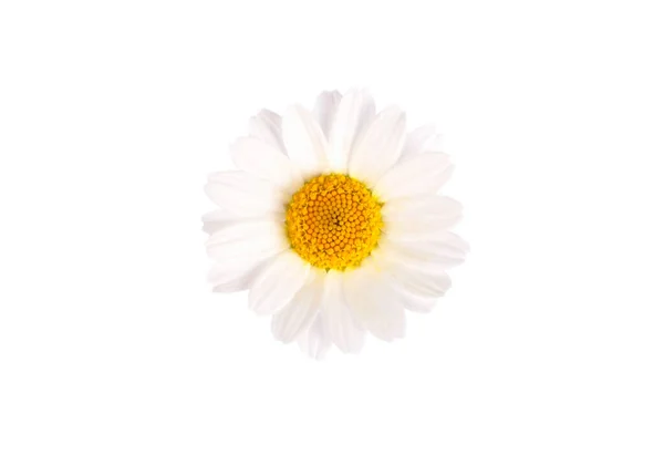 White Daisy White Background — Stock Photo, Image