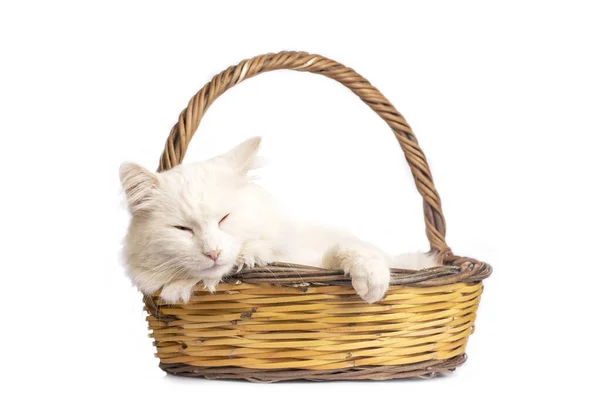 Gato Blanco Durmiendo Una Cesta — Foto de Stock