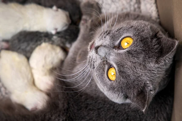 Schotse Vouw Moeder Kat Kittens — Stockfoto