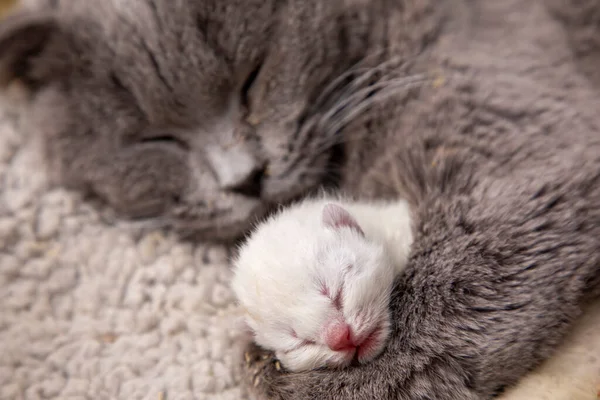 Schottische Falten Mutter Katze Und Kätzchen — Stockfoto