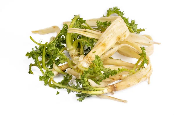 Beyaz arka planda Scolymus hispanicus bitkisi (Türkçe: Sevketi Bostan)