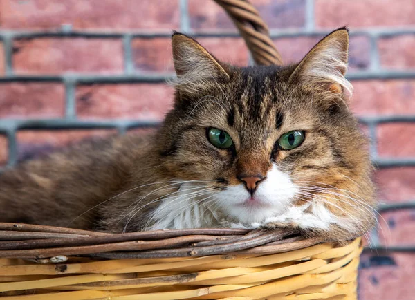 Animales Compañía Gato Pelo Largo — Foto de Stock