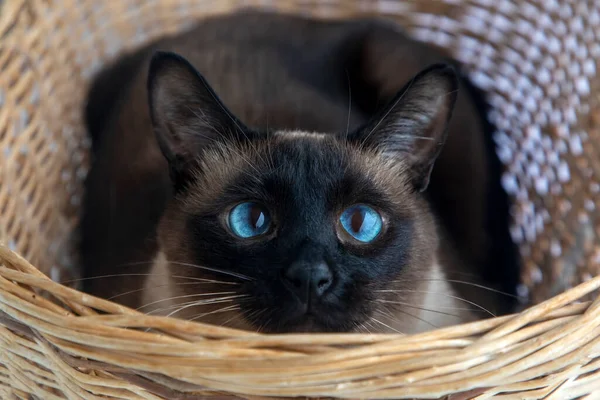 Pet Animal Siamese Cat Basket — Fotografia de Stock