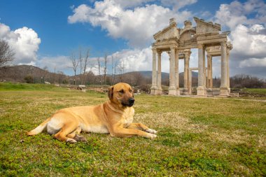 Afrodisias Ancient city. (Aphrodisias) and dog. The common name of many ancient cities dedicated to the goddess Aphrodite. The most famous of cities called Aphrodisias. Karacasu - Aydin, TURKEY clipart