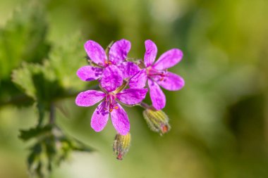 Doğadaki yabani çiçek, bilimsel isim; Erodyum malakoidler