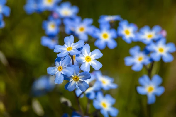 Beautiful Blue Tiny Flowers Garden — Foto de Stock