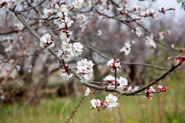 Apricot Trees Bloom Spring — Stock fotografie