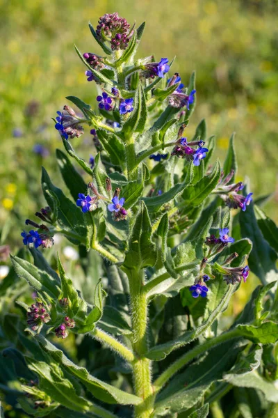 Flor Selvagem Nome Científico Anchusa Italica — Fotografia de Stock