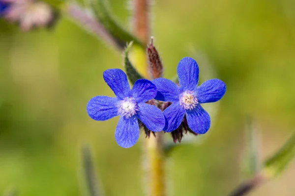 野生の花 Anchusa Italica — ストック写真