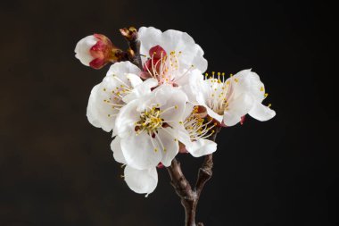 Apricot blossom on the black background