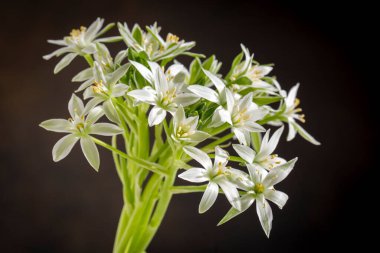 Yabani bitki, bilimsel isim, umbellatum Stüdyosu, siyah arka plan. Ornithogalum umbellatum (