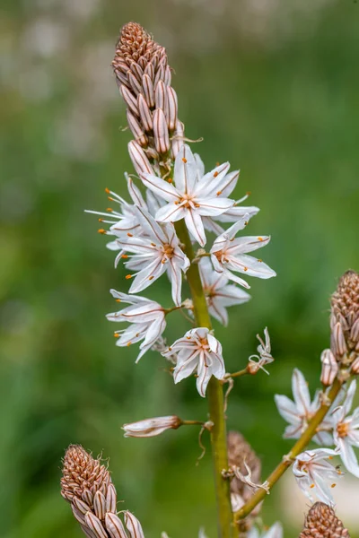 Bahar habercisi; Çiriş otu aestivus