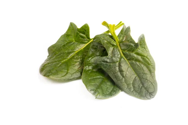 Green Fresh Spinach White Background — Stock Photo, Image