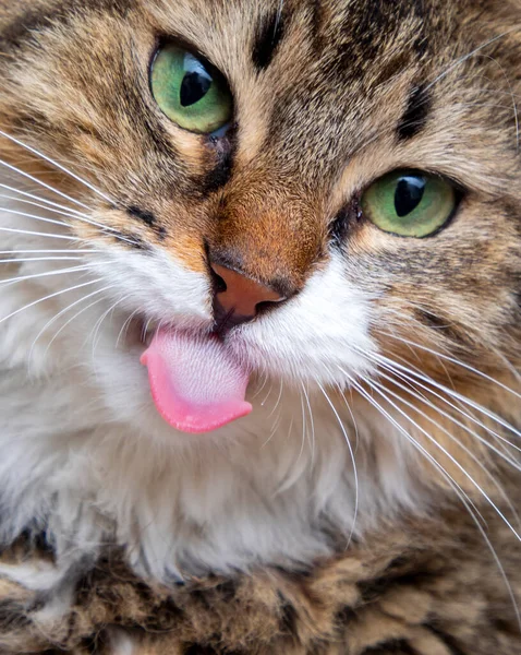 Longhaired Tabby Cat Lying Tongue Out — стоковое фото