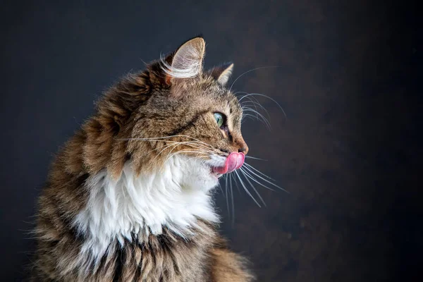 Longhaired tabby cat lying with tongue out
